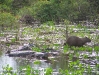 Pantanal_lowres (25).JPG