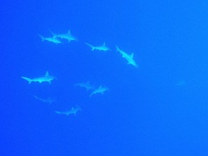להקת כרישי פטישן ליד הג'קסון ריף בטיראן