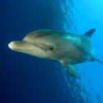 צלילה עם דולפינים