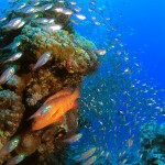 סלע משה והמניפות, בשמורת האלמוגים