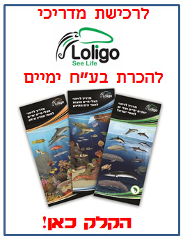 לרכישת מדריכי לוליגו לזיהוי בעלי חיים ימיים