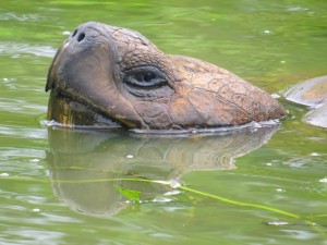 צבי הענק של גלפגוס